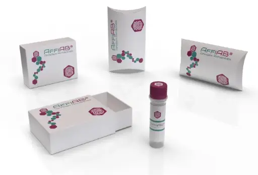 [AFG-PNB-18735] AffiAB® GLUT-1 Rabbit Monoclonal Antibody
