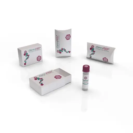 [AFG-CDA-0003] AffiAB® Mouse Anti-Anaplasma Marginale MSP1 Monoclonal Antibody